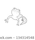A realistic and cute monochrome illustration of a leopard gecko. 134314548