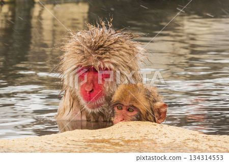 Snow Monkey (Jigokudani Monkey Park) Snow Monkey (Jigokudani Monkey Park) 134314553