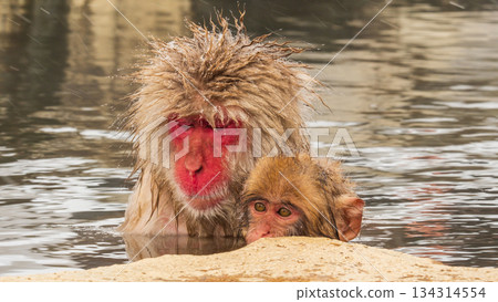 Snow Monkey (Jigokudani Monkey Park) Snow Monkey (Jigokudani Monkey Park) 134314554