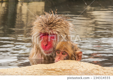Snow Monkey (Jigokudani Monkey Park) Snow Monkey (Jigokudani Monkey Park) 134314555