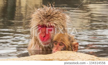 Snow Monkey (Jigokudani Monkey Park) 134314556