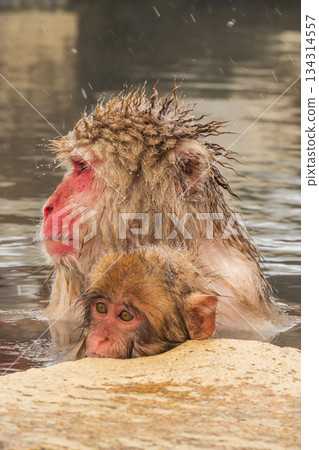 雪猴（地獄谷雪猴公園） 134314557
