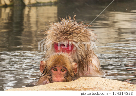 Snow Monkey (Jigokudani Monkey Park) 134314558