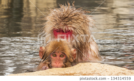 Snow Monkey (Jigokudani Monkey Park) Snow Monkey (Jigokudani Monkey Park) 134314559