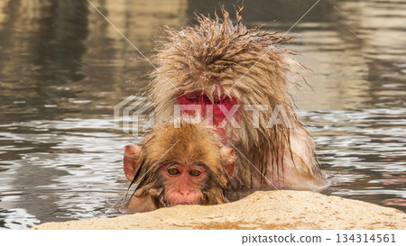 雪猴（地獄谷雪猴公園） 134314561