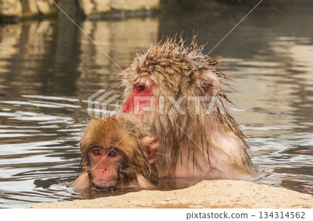 Snow Monkey (Jigokudani Monkey Park) Snow Monkey (Jigokudani Monkey Park) 134314562