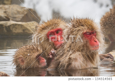 Snow Monkey (Jigokudani Monkey Park) Snow Monkey (Jigokudani Monkey Park) 134314565