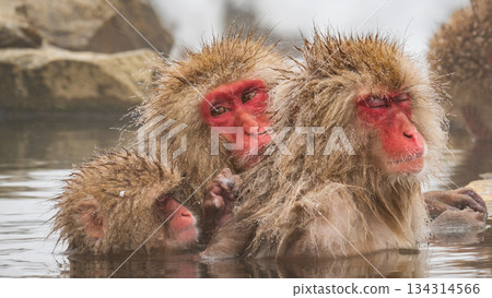 Snow Monkey (Jigokudani Monkey Park) Snow Monkey (Jigokudani Monkey Park) 134314566