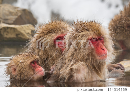 Snow Monkey (Jigokudani Monkey Park) Snow Monkey (Jigokudani Monkey Park) 134314569