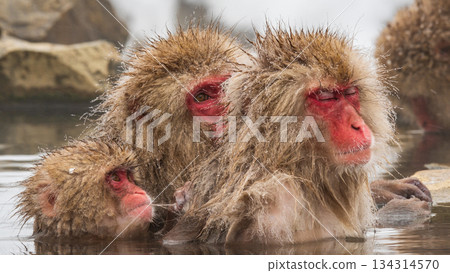 Snow Monkey (Jigokudani Monkey Park) Snow Monkey (Jigokudani Monkey Park) 134314570
