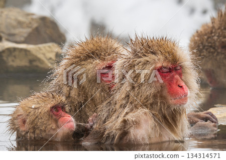 Snow Monkey (Jigokudani Monkey Park) 134314571