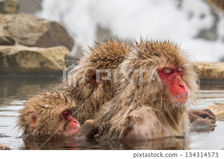Snow Monkey (Jigokudani Monkey Park) 134314573