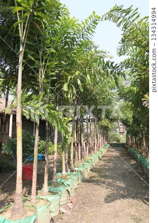foxtail palm plant on nursery foxtail palm plant on nursery 134314994