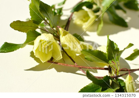白色冬季開花鐵線蓮 白色冬季開花鐵線蓮 134315070