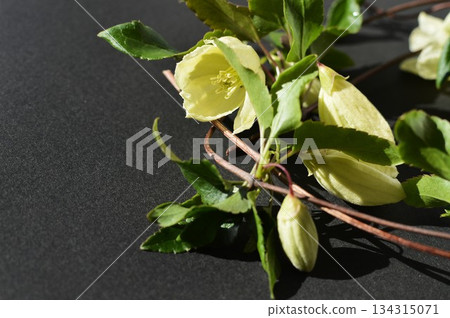 白色冬季開花鐵線蓮 白色冬季開花鐵線蓮 134315071