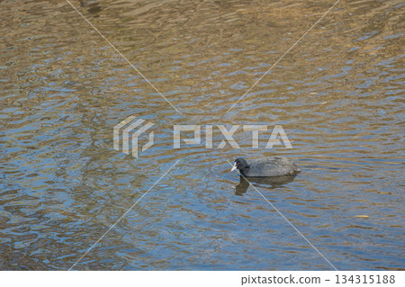 Coot, Yodogawa River, Hirakata City, Osaka Prefecture Coot, Yodogawa River, Hirakata City, Osaka Prefecture 134315188