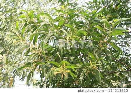 Eucalyptus tree plant on farm Eucalyptus tree plant on farm 134315810