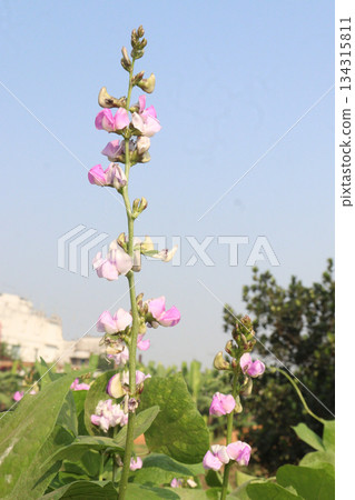 Edamame flower on plant in farm 134315811