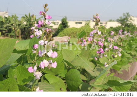 Edamame flower on plant in farm Edamame flower on plant in farm 134315812