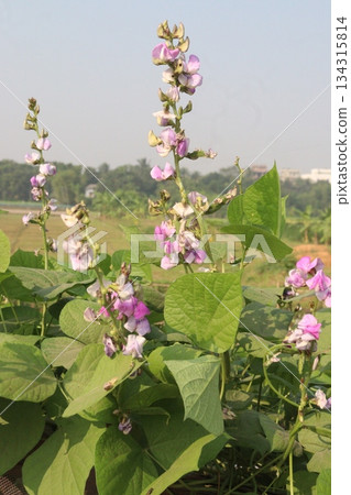 Edamame flower on plant in farm 134315814