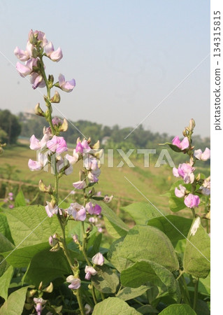 Edamame flower on plant in farm Edamame flower on plant in farm 134315815