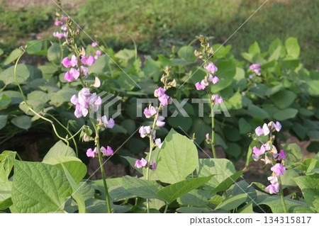 Edamame flower on plant in farm Edamame flower on plant in farm 134315817
