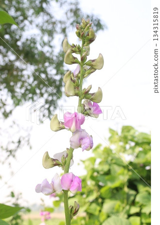 Edamame flower on plant in farm Edamame flower on plant in farm 134315819