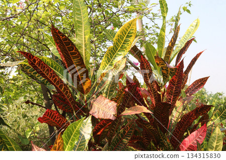 Garden croton tree plant on farm Garden croton tree plant on farm 134315830