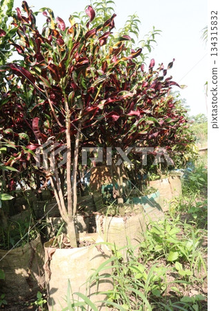 Garden croton tree plant on farm 134315832