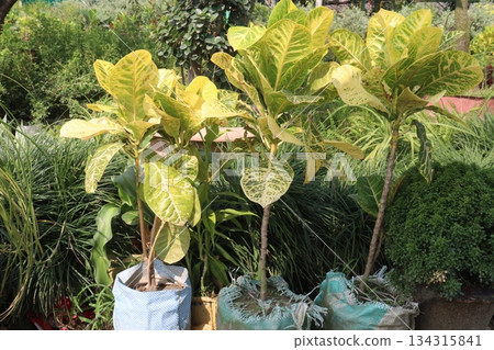 Garden croton tree plant on farm 134315841