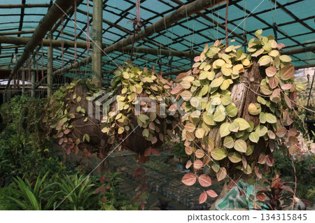 Dischidia ovata leaf plant on hanging pot in farm 134315845