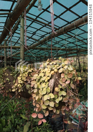 Dischidia ovata leaf plant on hanging pot in farm 134315848