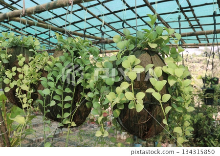 Dischidia leaf plant on hanging pot in farm Dischidia leaf plant on hanging pot in farm 134315850