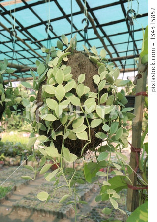 Dischidia leaf plant on hanging pot in farm Dischidia leaf plant on hanging pot in farm 134315852