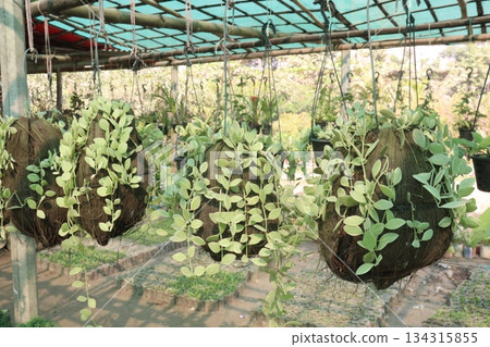 Dischidia leaf plant on hanging pot in farm Dischidia leaf plant on hanging pot in farm 134315855