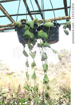 Dischidia platyphylla leaf plant on hanging pot Dischidia platyphylla leaf plant on hanging pot 134315859