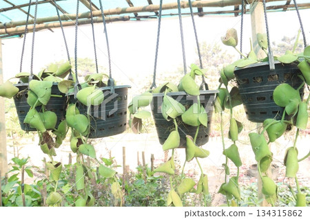 Dischidia platyphylla leaf plant on hanging pot Dischidia platyphylla leaf plant on hanging pot 134315862