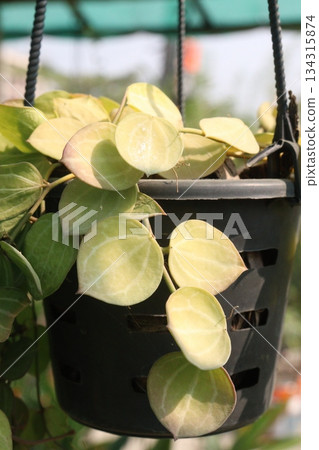 Dischidia ovata leaf plant on hanging pot in farm Dischidia ovata leaf plant on hanging pot in farm 134315874