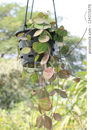 Dischidia ovata leaf plant on hanging pot in farm Dischidia ovata leaf plant on hanging pot in farm 134315876