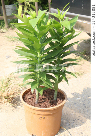 Lilium longiflorum, known as the Easter lily 134315881
