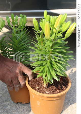 Lilium longiflorum, known as the Easter lily Lilium longiflorum, known as the Easter lily 134315887