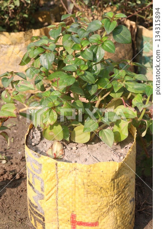 dissotis rotundifolia plant on nursery 134315894