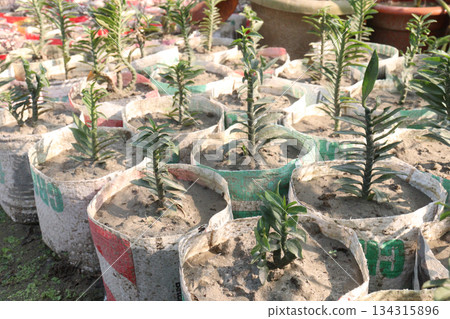 Euphorbia tithymaloides leaf plant on pot Euphorbia tithymaloides leaf plant on pot 134315896