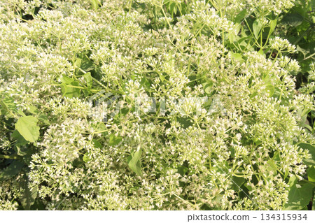 Eupatorium perfoliatum flower plant on forest Eupatorium perfoliatum flower plant on forest 134315934