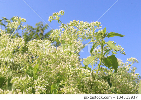 Eupatorium perfoliatum flower plant on forest Eupatorium perfoliatum flower plant on forest 134315937