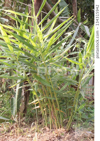green colored ginger tree on farm 134315942