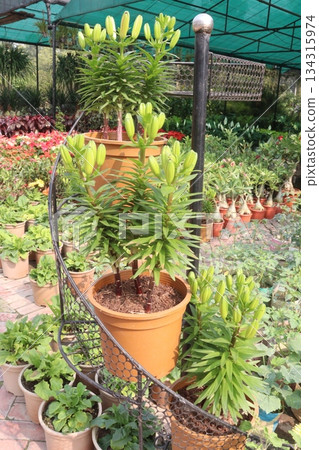 Lilium longiflorum, known as the Easter lily Lilium longiflorum, known as the Easter lily 134315974