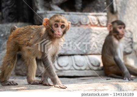 Monkeys living in the area of Swayambhunath temple in Kathmandu, Nepal. Monkeys living in the area of Swayambhunath temple in Kathmandu, Nepal. 134316189