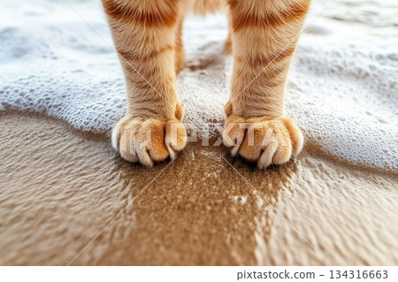 Orange Cat Paws on Shoreline with Waves Lapping on Sandy Beach Background Orange Cat Paws on Shoreline with Waves Lapping on Sandy Beach Background 134316663