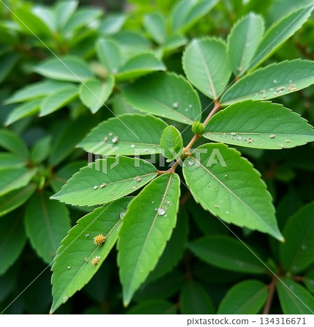 AI generated Quiet outdoor scene showcasing fresh greenery and gentle illumination effects 134316671